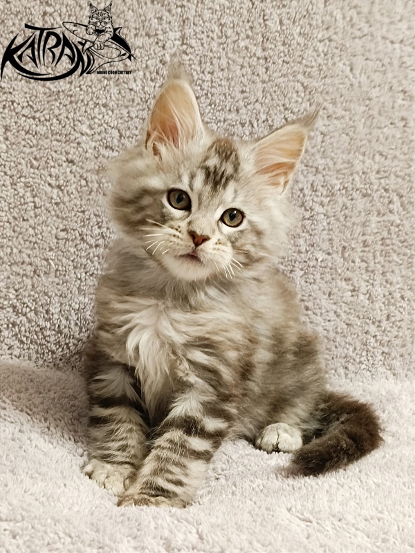 Katran Amulet - Kitten maine-coon 2 months