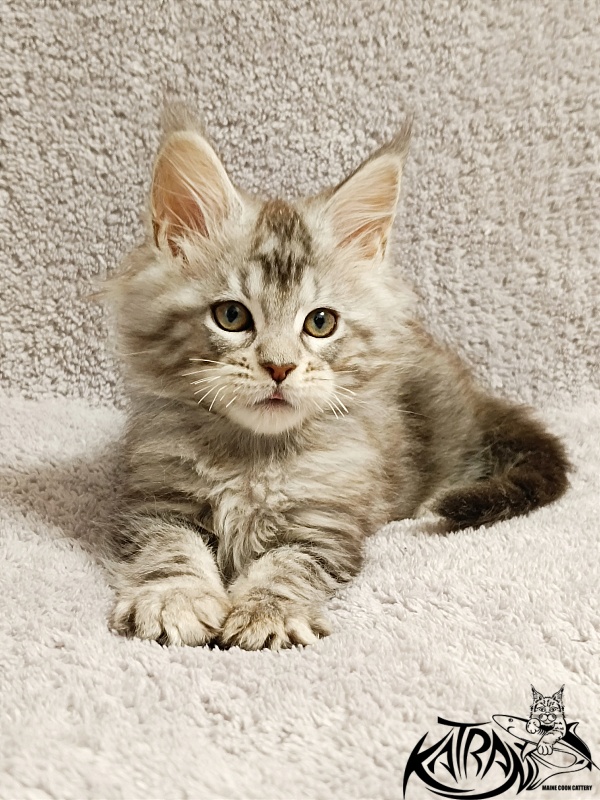Katran Amulet - Kitten maine-coon 2 months