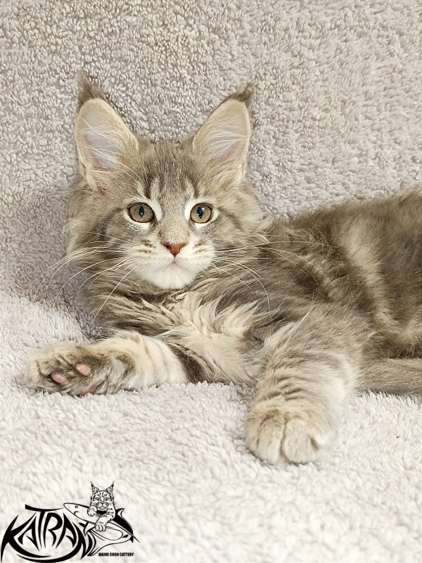 Katran Alisia - Kitten maine-coon 2 months
