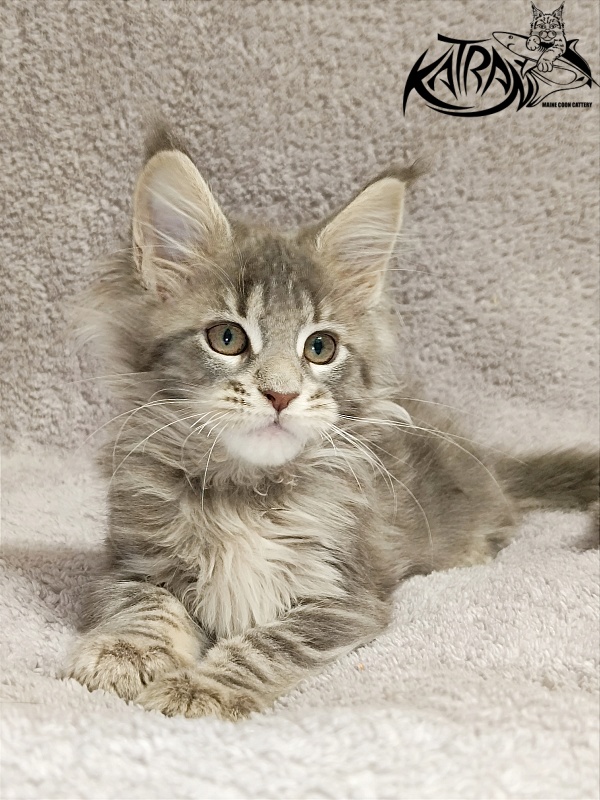 Katran Alisia - Kitten maine-coon 2 months