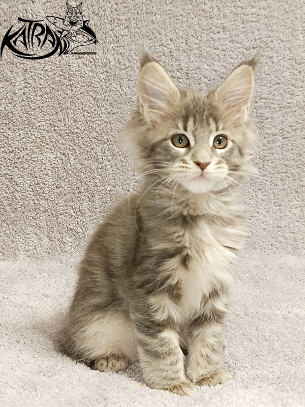 Katran Alisia - Kitten maine-coon 2 months