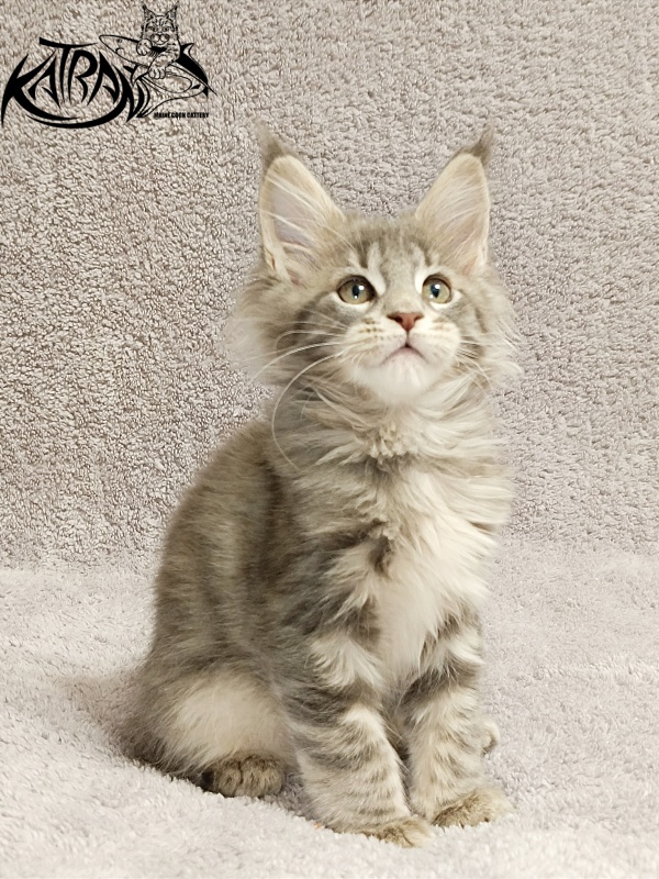 Katran Alisia - Kitten maine-coon 2 months