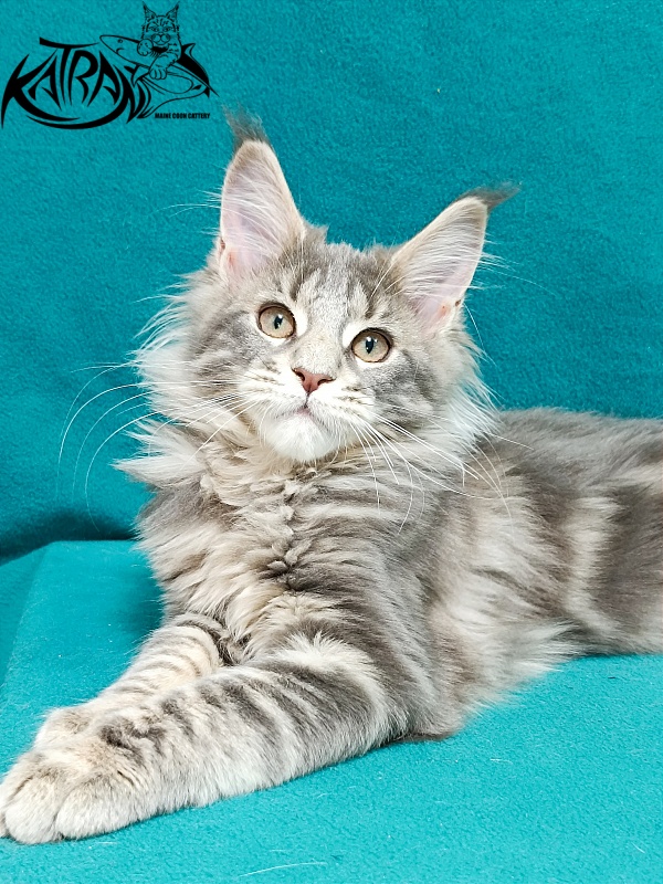 Katran Alisia - Kitten maine-coon 3 months