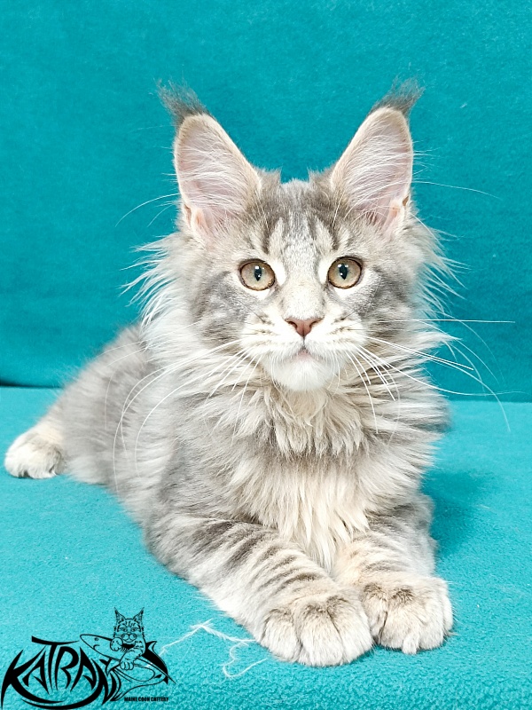 Katran Alisia - Kitten maine-coon 3 months