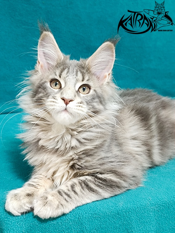 Katran Alisia - Kitten maine-coon 3 months