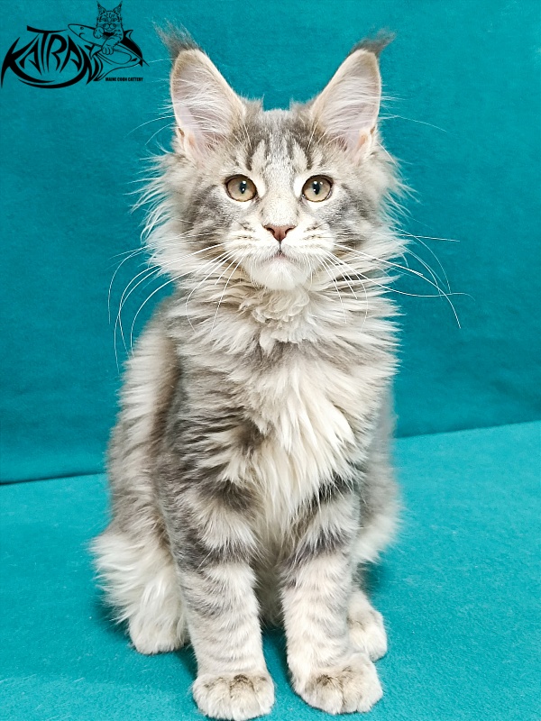 Katran Alisia - Kitten maine-coon 3 months