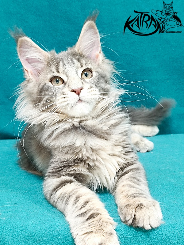 Katran Alisia - Kitten maine-coon 3 months