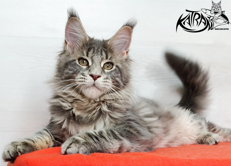 Katran Alisia - Kitten maine-coon 4 months