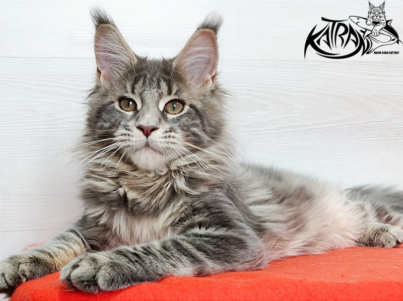 Katran Alisia - Kitten maine-coon 4 months