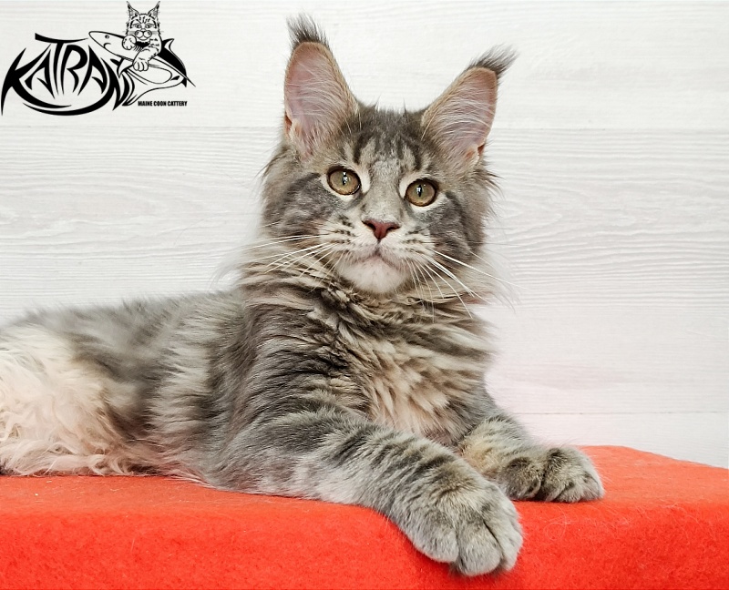 Katran Alisia - Kitten maine-coon 4 months