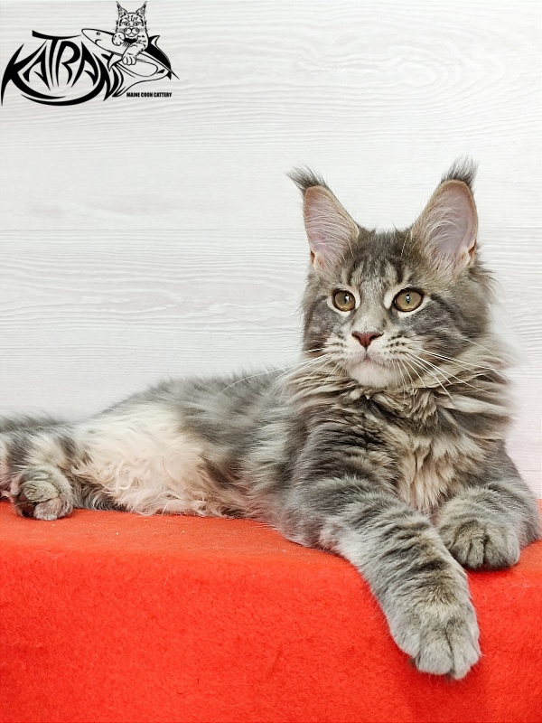 Katran Alisia - Kitten maine-coon 4 months