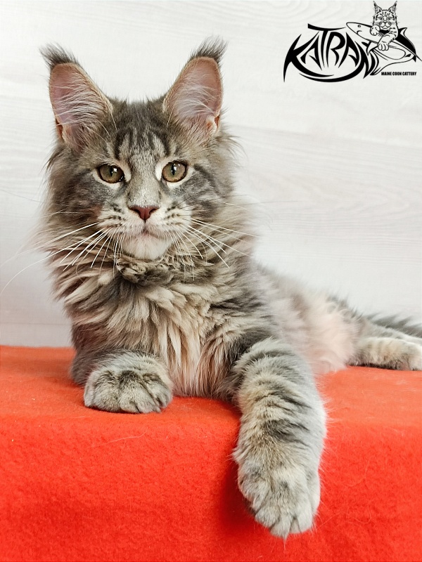 Katran Alisia - Kitten maine-coon 4 months