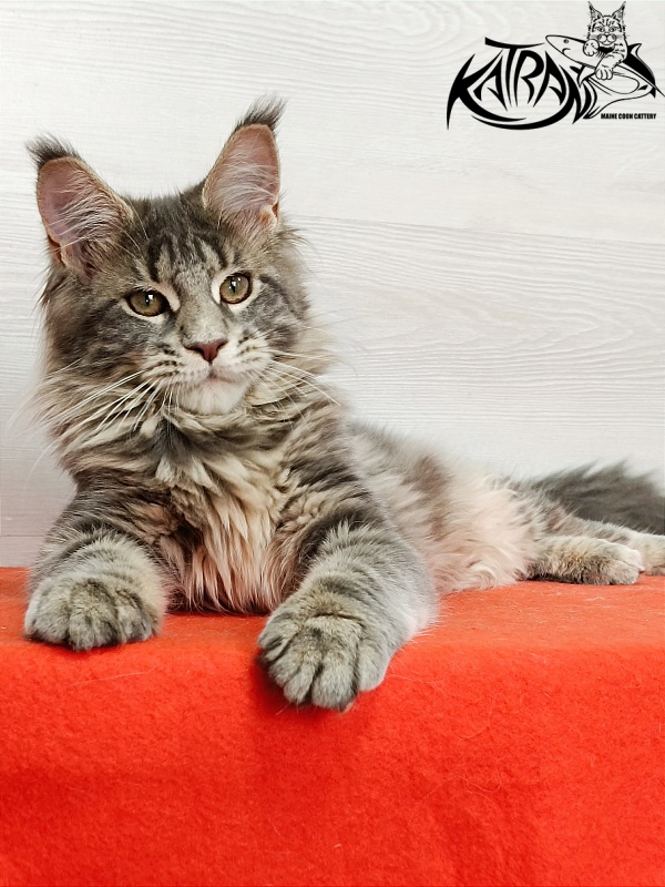 Katran Alisia - Kitten maine-coon 4 months
