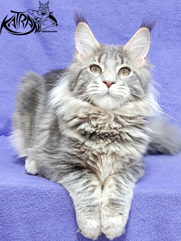 Katran Alisia - Kitten maine-coon 4 months 3.5 weeks