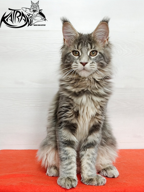 Katran Alisia - Kitten maine-coon 4 months