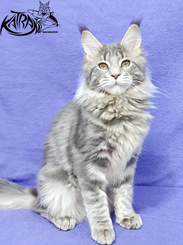 Katran Alisia - Kitten maine-coon 4 months 3.5 weeks