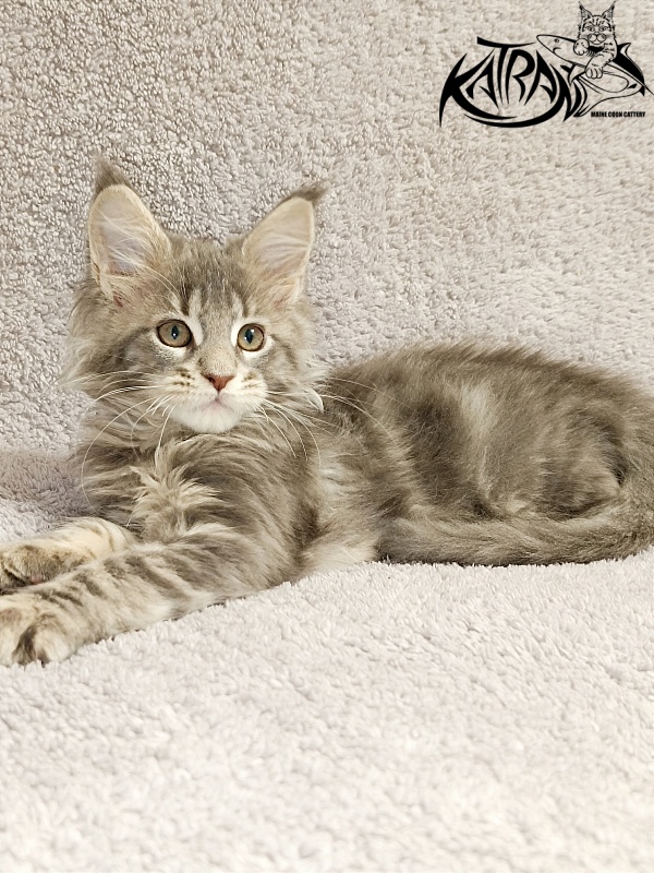 Katran Alisia - Kitten maine-coon 2 months