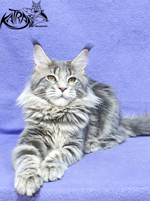 Katran Alisia - Kitten maine-coon 4 months 3.5 weeks