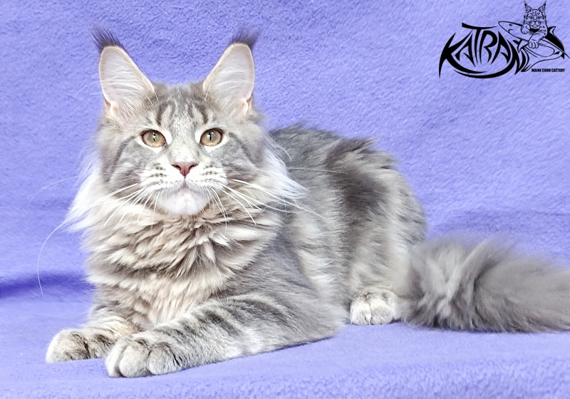 Katran Alisia - Kitten maine-coon 4 months 3.5 weeks