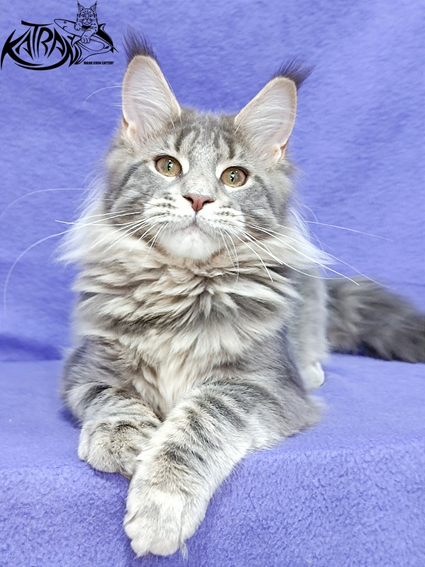 Katran Alisia - Kitten maine-coon 4 months 3.5 weeks