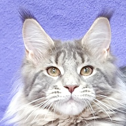 Katran Alisia