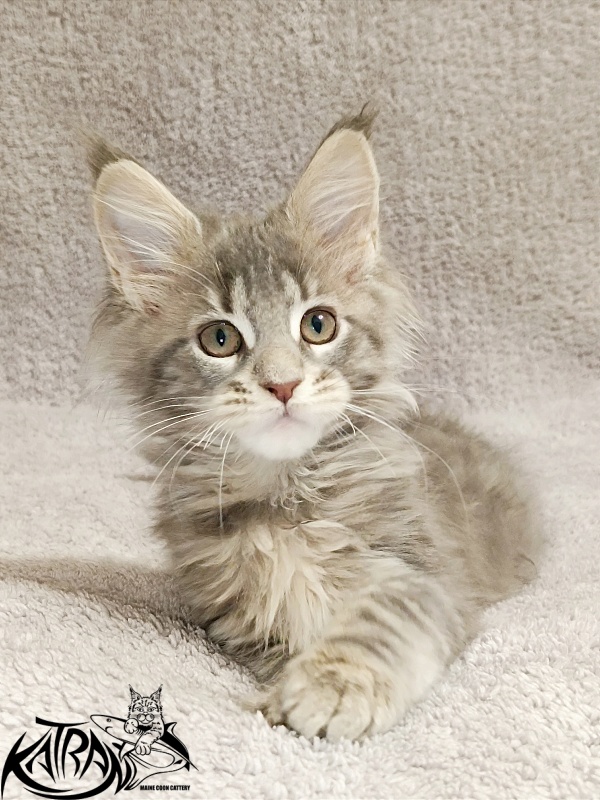 Katran Alisia - Kitten maine-coon 2 months