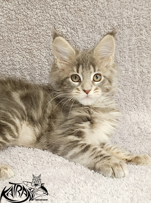 Katran Alisia - Kitten maine-coon 2 months