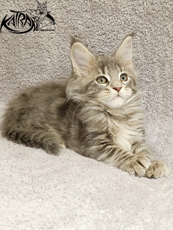 Katran Alisia - Kitten maine-coon 2 months