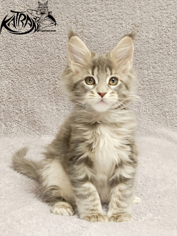Katran Alisia - Kitten maine-coon 2 months