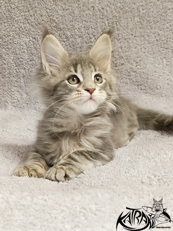 Katran Alisia - Kitten maine-coon 2 months