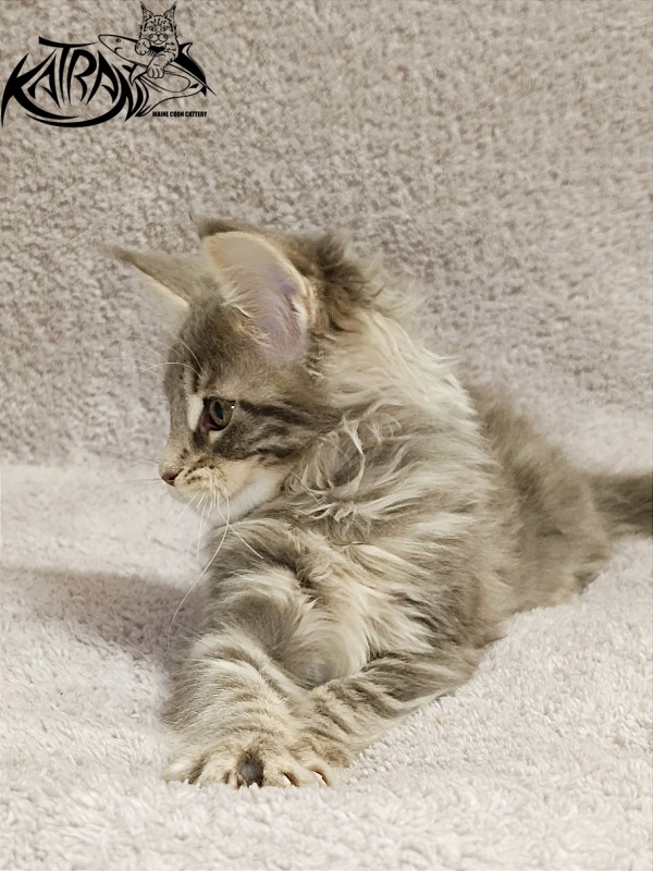 Katran Alisia - Kitten maine-coon 2 months