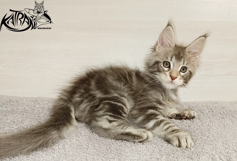 Katran Ajax - Kitten maine-coon 2 months