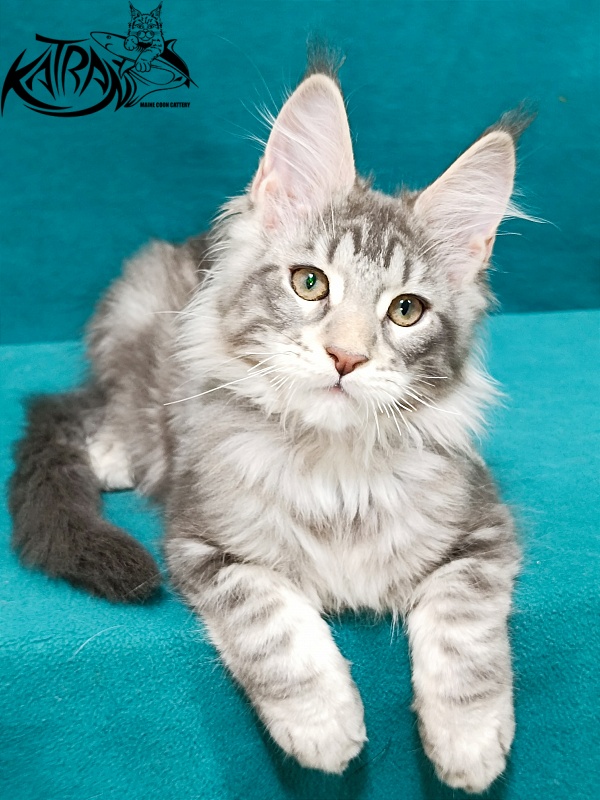 Katran Ajax - Kitten maine-coon 3 months