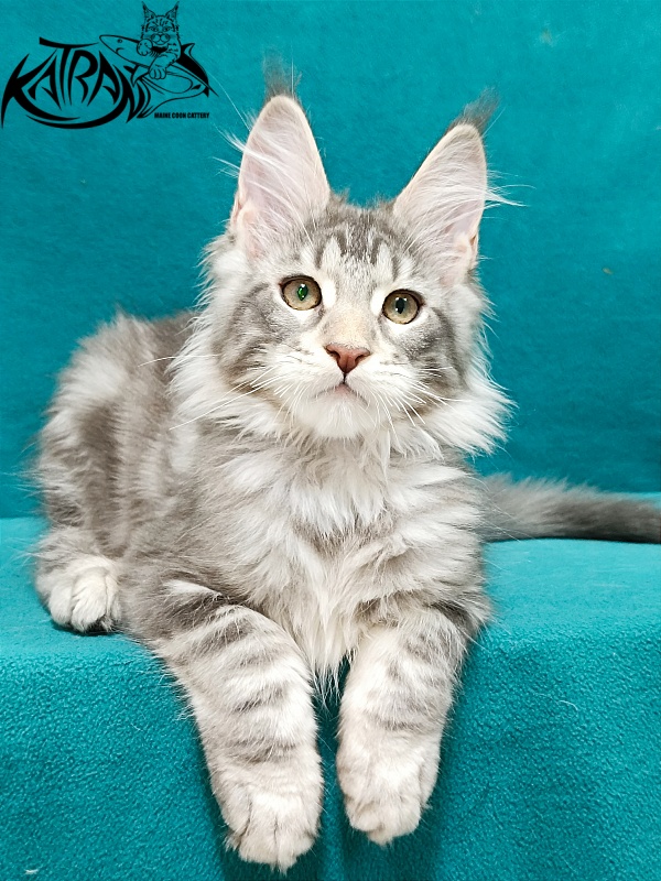 Katran Ajax - Kitten maine-coon 3 months