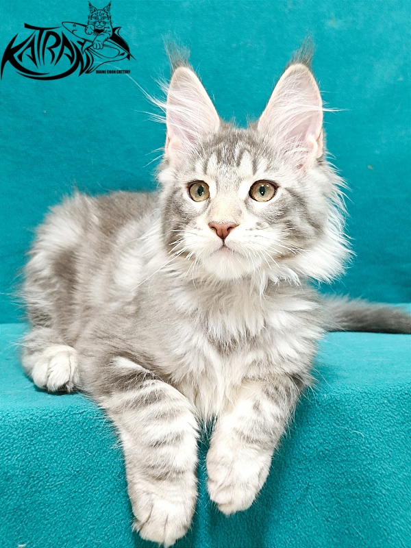 Katran Ajax - Kitten maine-coon 3 months