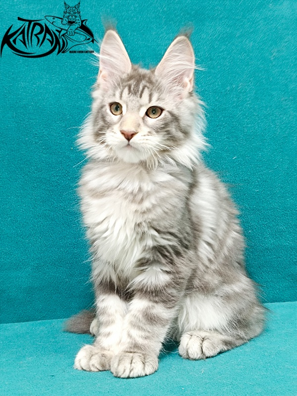Katran Ajax - Kitten maine-coon 3 months