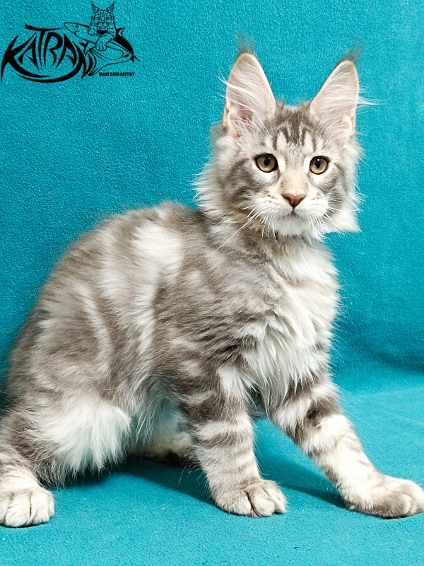 Katran Ajax - Kitten maine-coon 3 months