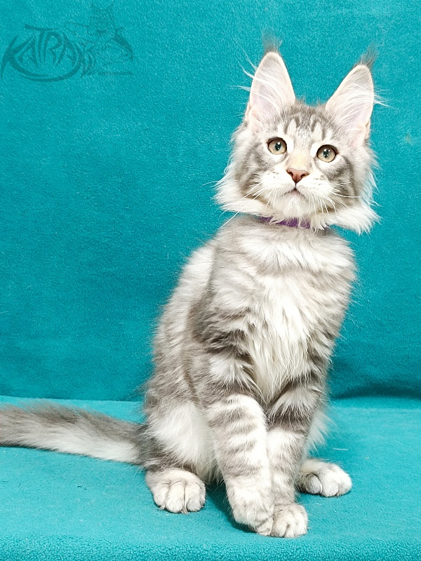 Katran Ajax - Kitten maine-coon 3 months