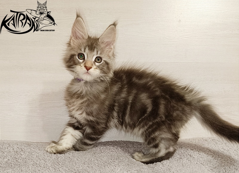 Katran Ajax - Kitten maine-coon 2 months
