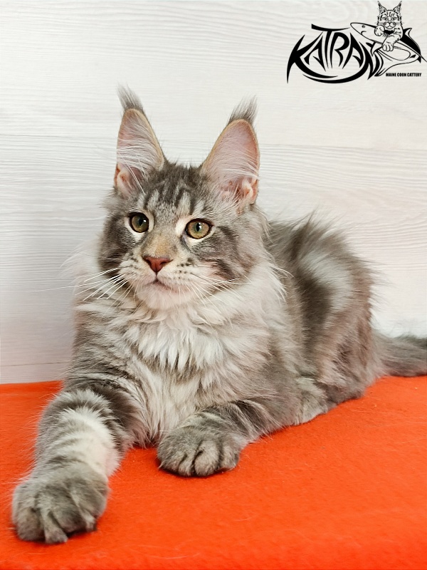 Katran Ajax - Kitten maine-coon 4 months