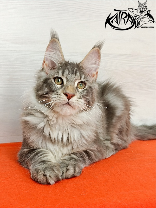 Katran Ajax - Kitten maine-coon 4 months