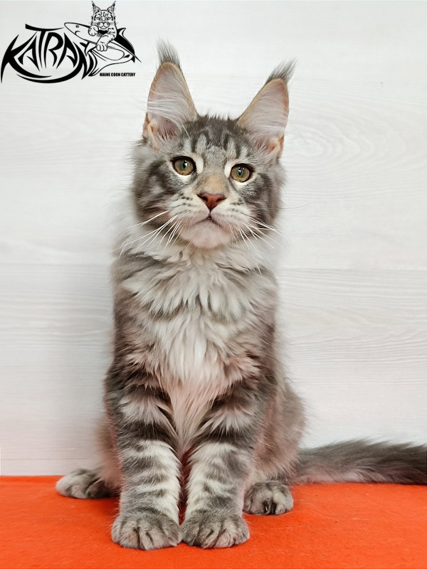 Katran Ajax - Kitten maine-coon 4 months