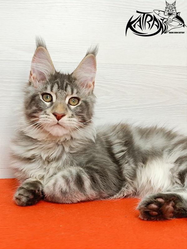 Katran Ajax - Kitten maine-coon 4 months