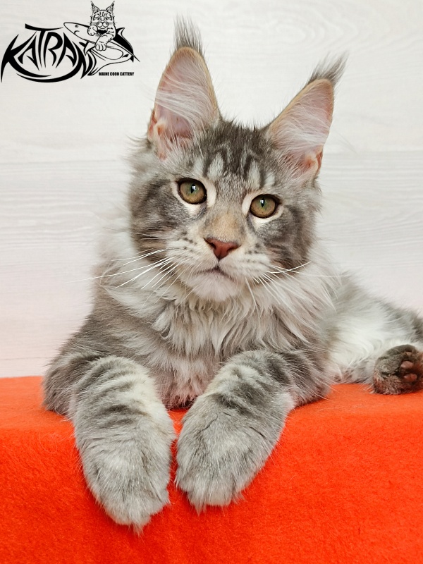Katran Ajax - Kitten maine-coon 4 months