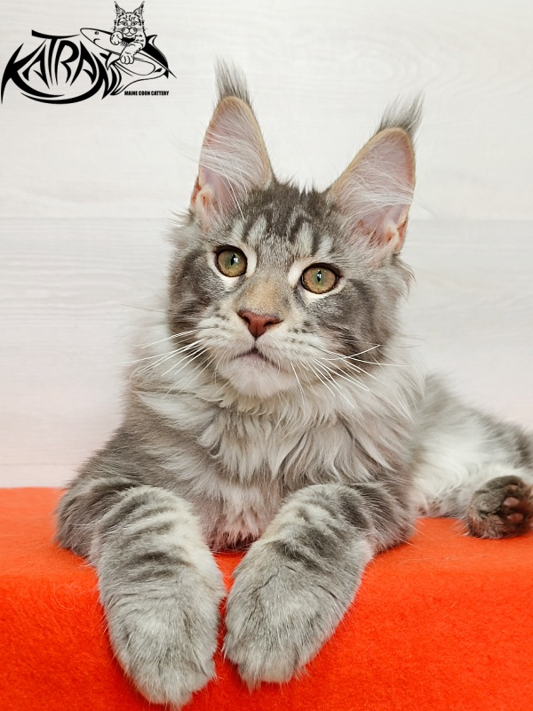 Katran Ajax - Kitten maine-coon 4 months