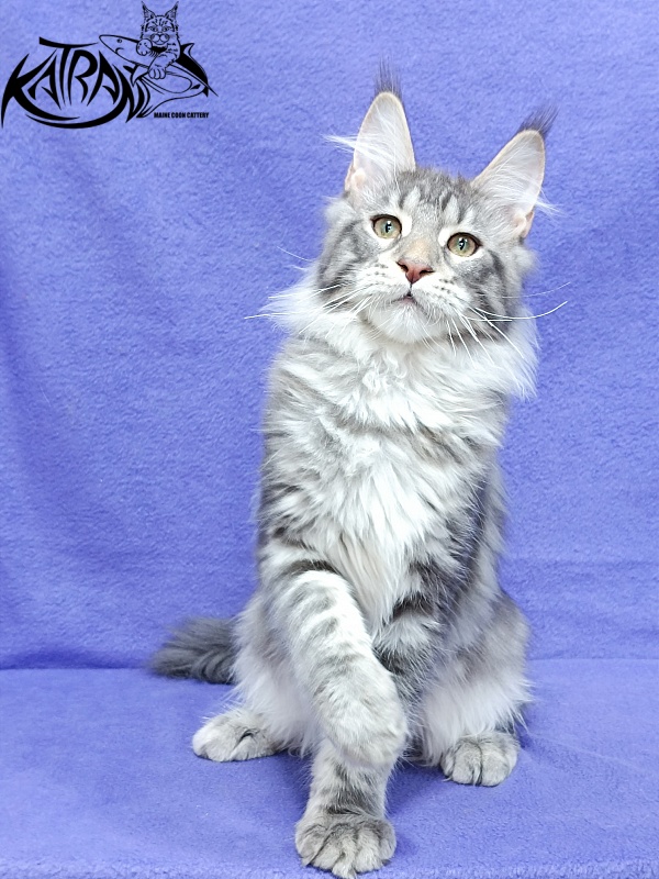 Katran Ajax - Kitten maine-coon 4 months 3.5 weeks
