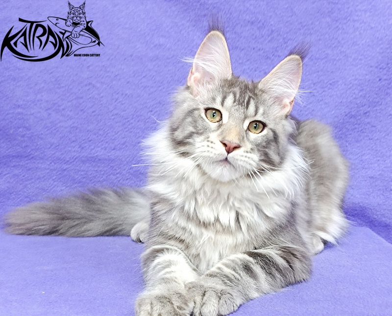 Katran Ajax - Kitten maine-coon 4 months 3.5 weeks
