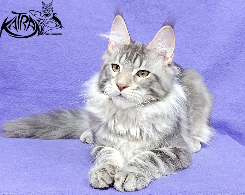 Katran Ajax - Kitten maine-coon 4 months 3.5 weeks