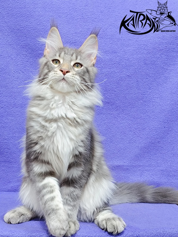 Katran Ajax - Kitten maine-coon 4 months 3.5 weeks