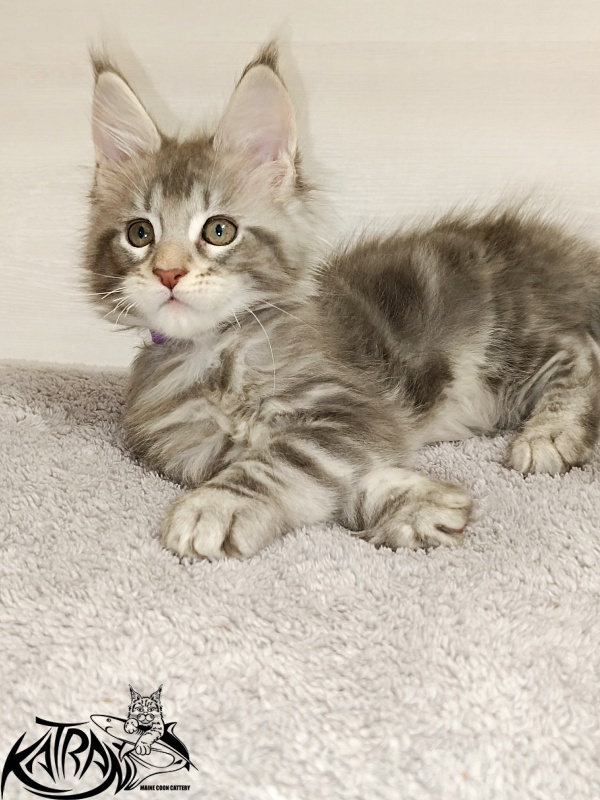 Katran Ajax - Kitten maine-coon 2 months
